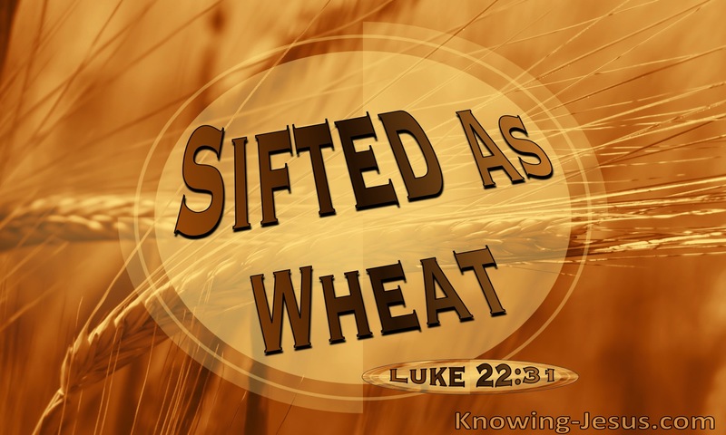 Luke 22:31 Sifted As Wheat (brown)